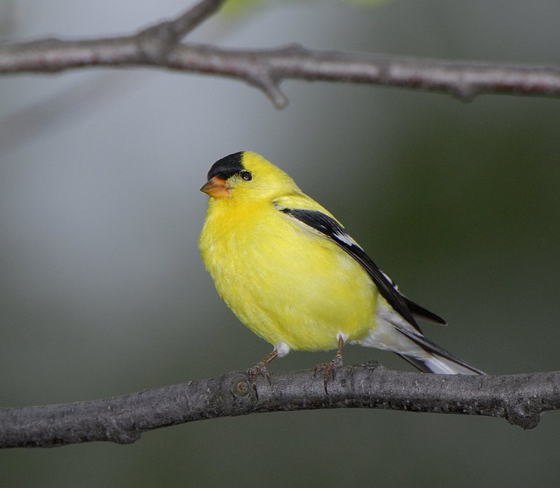 American Goldfinch