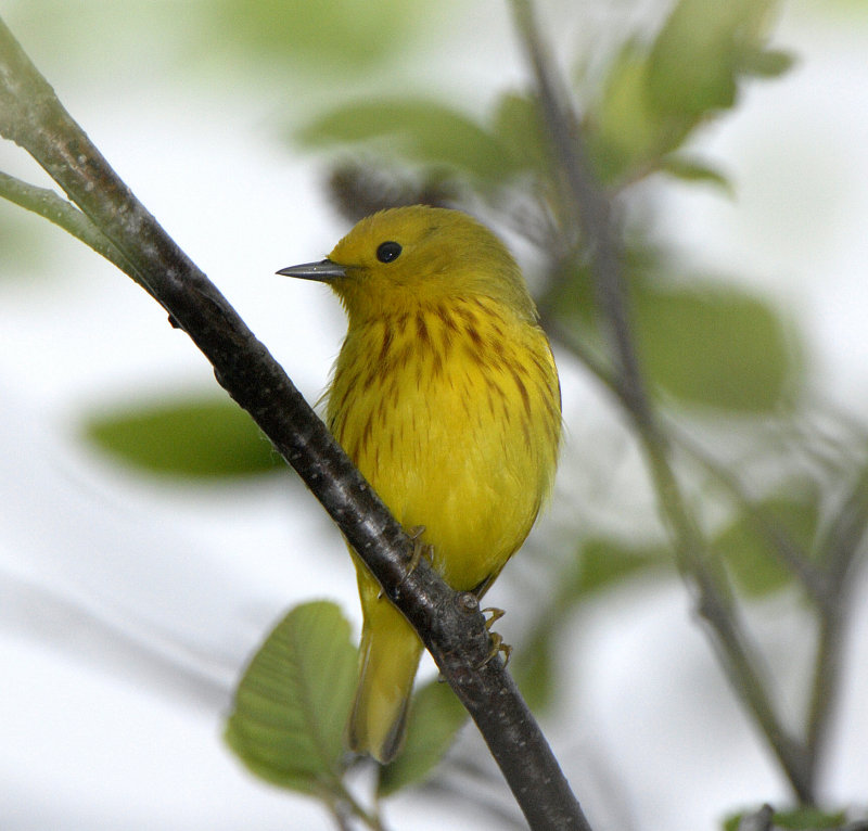 Yellow Warbler