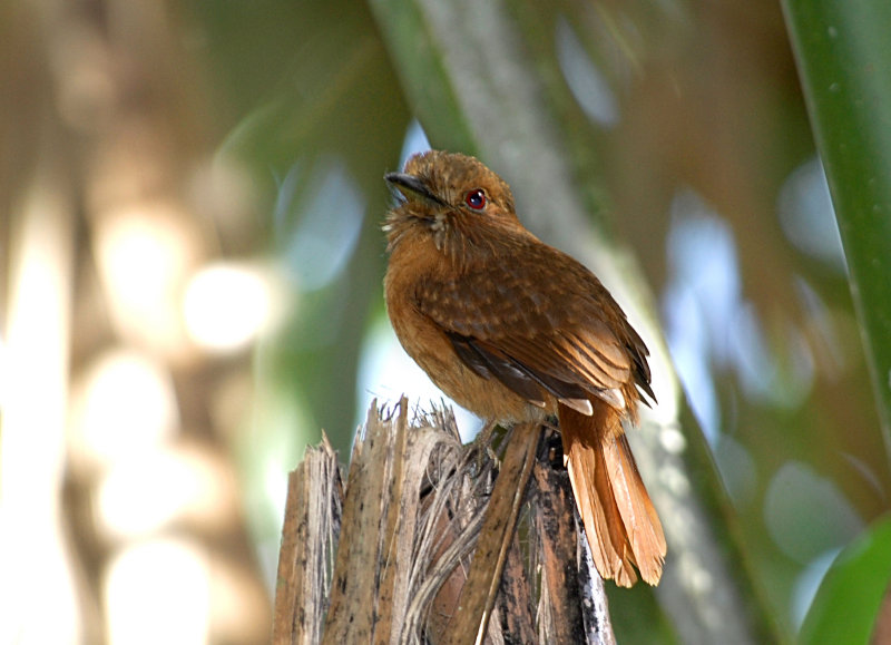 White-Whiskered puffbird.Tikal Guatemala