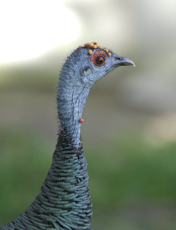Ocellated Turkey.Tikal Guatemala