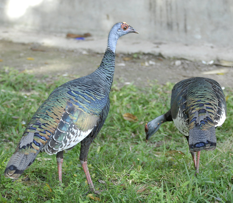 Ocellated Turkey.Tikal Guatemala