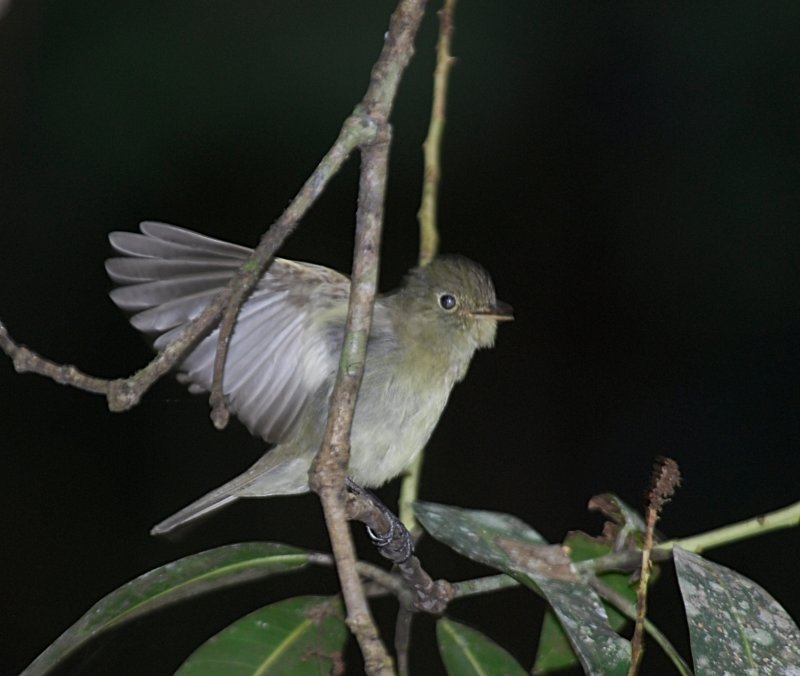 Hammonds Flycatcher.Tikal Guatemala