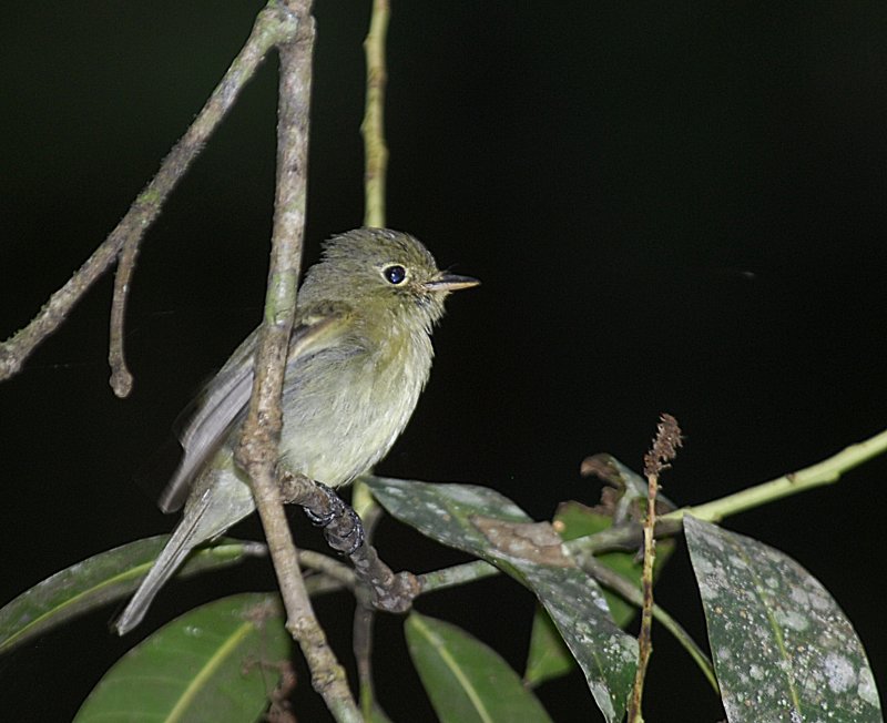 Hammonds Flycatcher.Tikal Guatemala