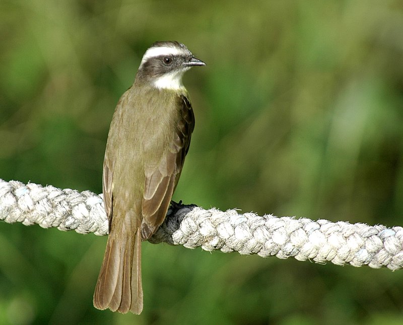 Great Kiskadee.Tikal Guatemala