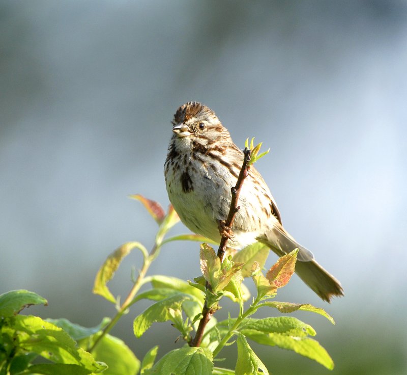 song Sparrow