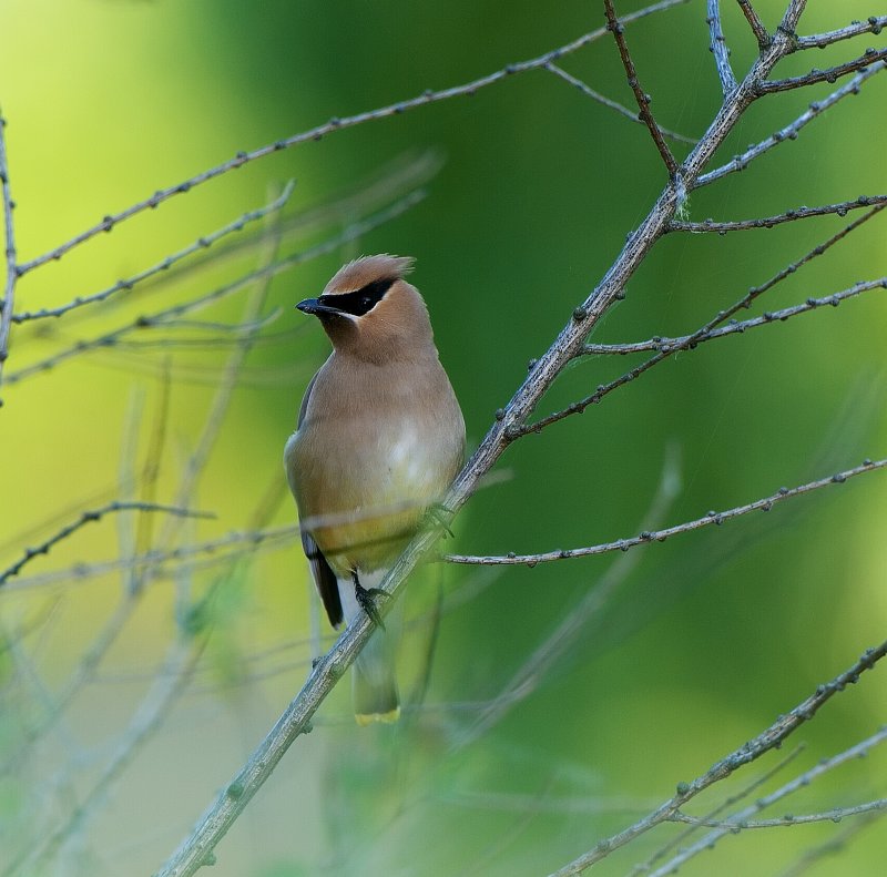 cedar waxwing