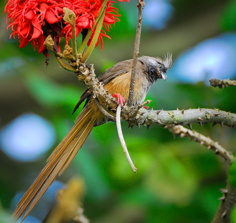 Speckled Mousebird
