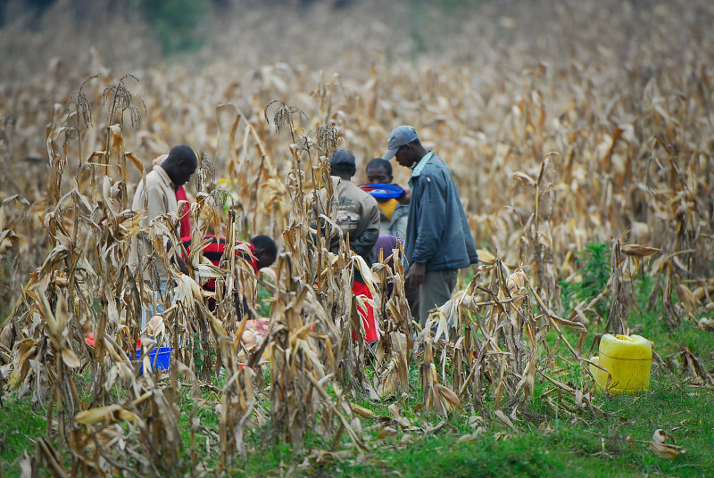 men at the corn field