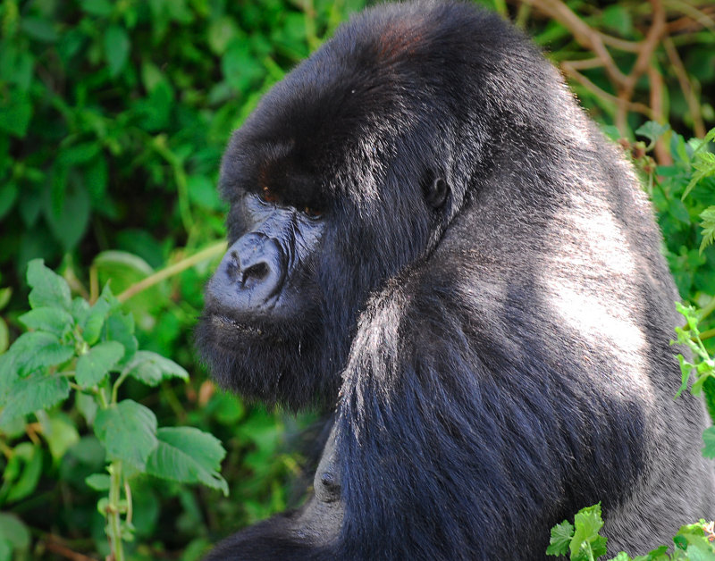 Silverback Amahoro