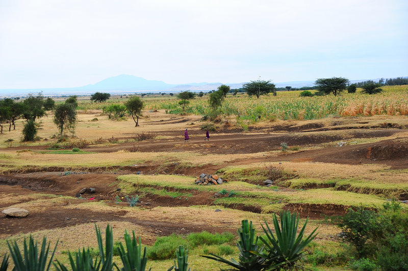 Landscape near  road to Monduli
