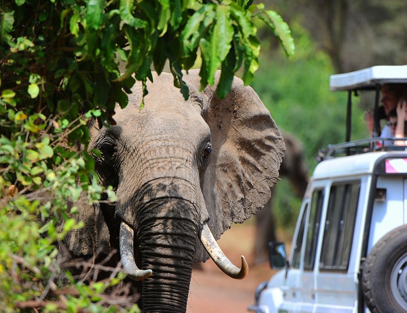 Elephant . Manyara NP