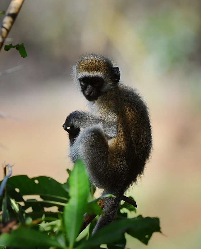 Vervet monkey . Manyara NP