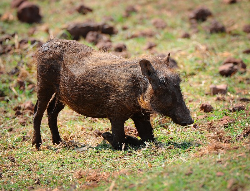 warthog . Manyara NP