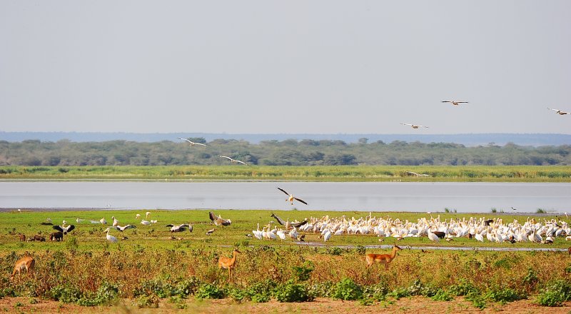 Manyara lake