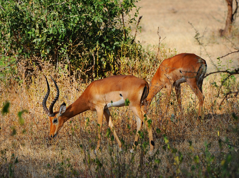 Impala Entelope .Manyara NP