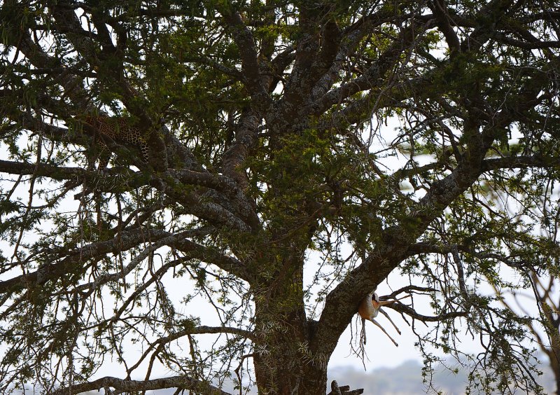 Leopard & impala on the tree.Serengeti