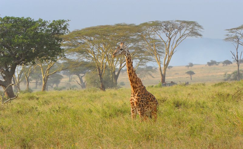 Giraffe.Serengeti