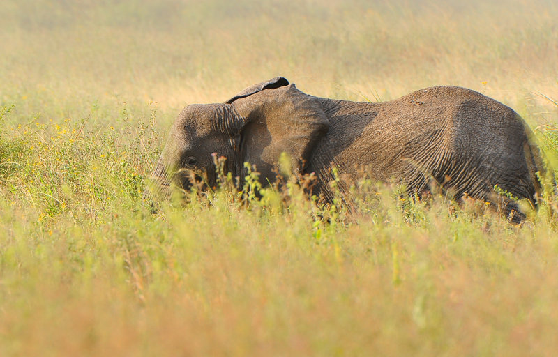 Elephant.Serengeti