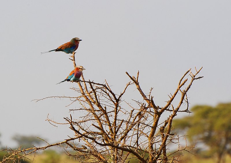 Lilac breasted Roller