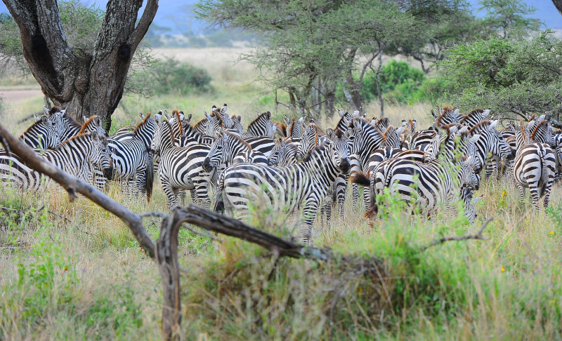 Zebras.Serengeti