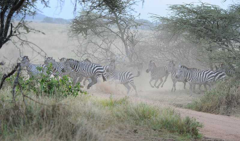 Zebras crossing the road.Serengeti