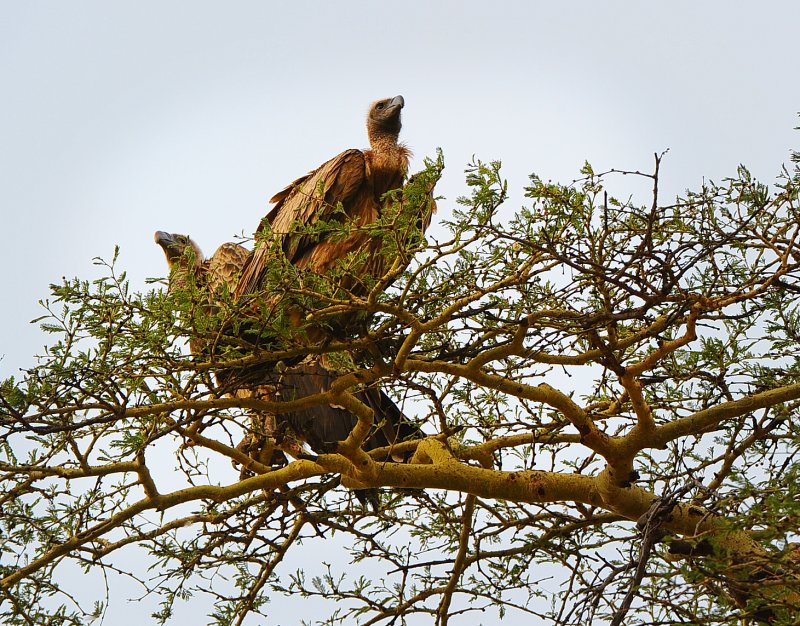 Vultures.Serengeti
