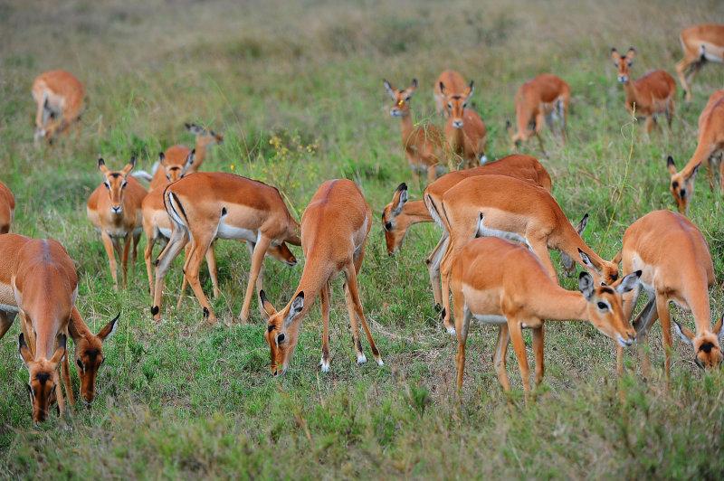Impalas.Serengeti