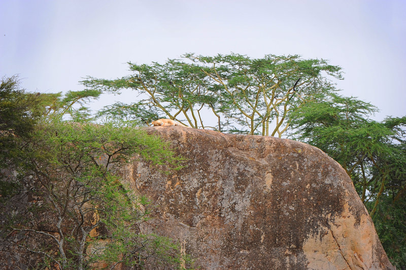 first lioness found on the top of Serengeti kopje