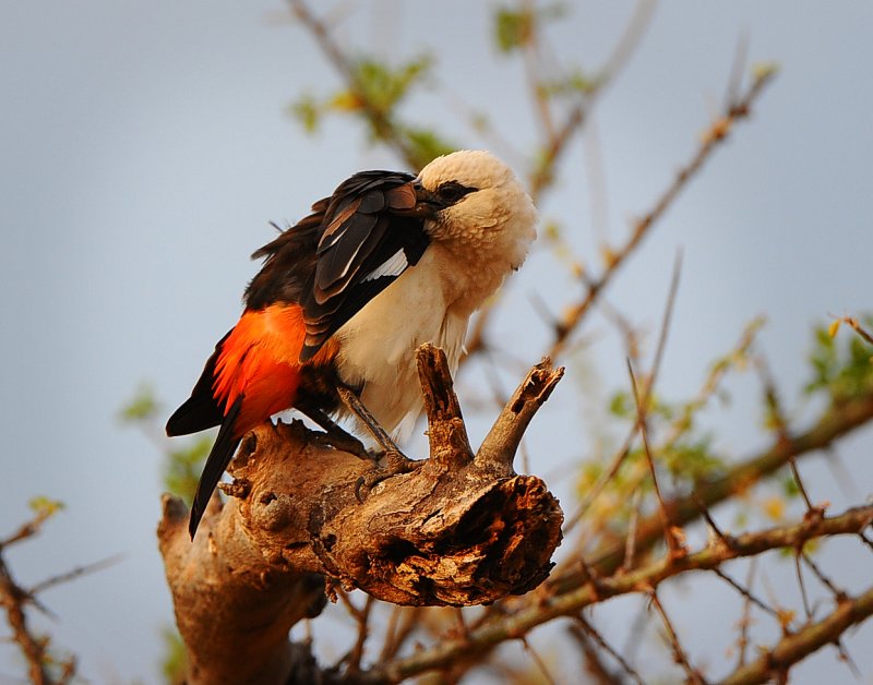 White headed buffalo weaver.Serengeti
