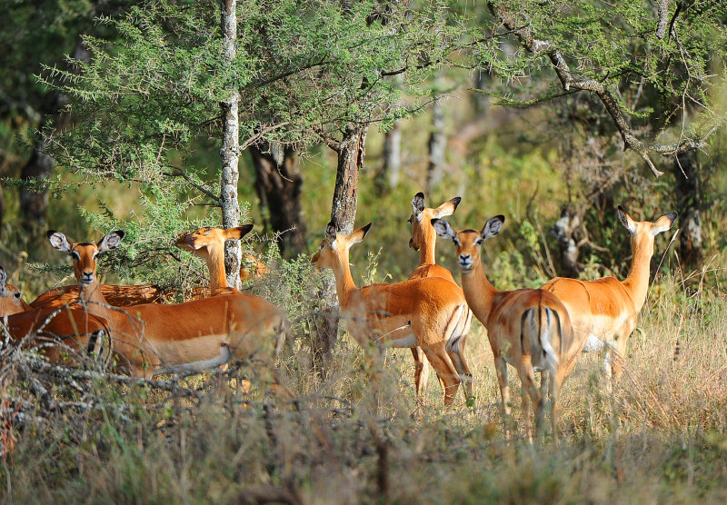 Impalas.Serengeti