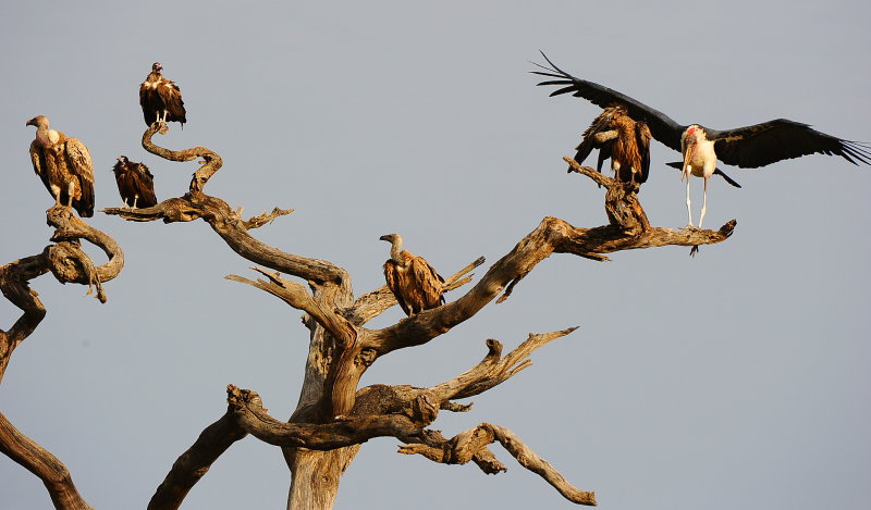 Vultures and a Stork.Serengeti
