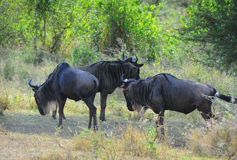 Wildebeests.Serengeti