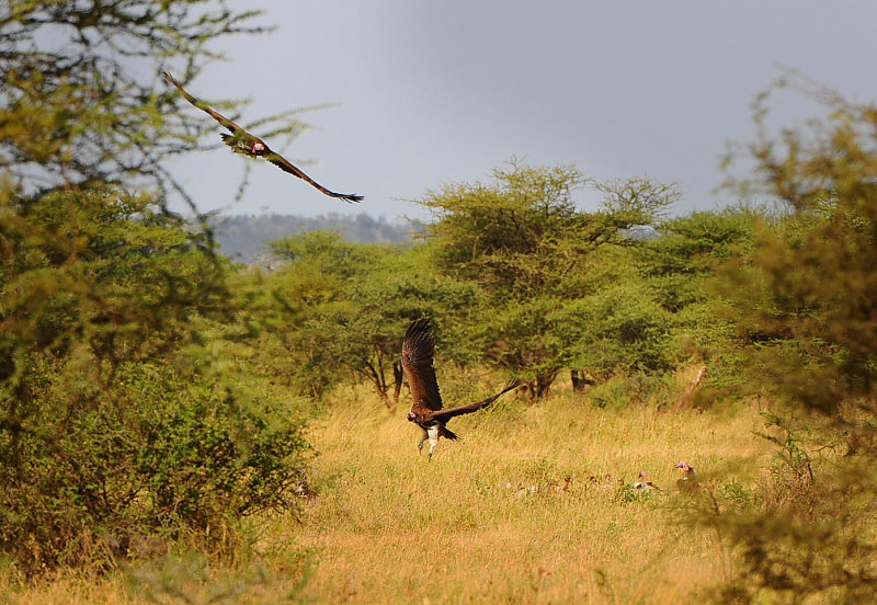 Vultures with death animal far away.