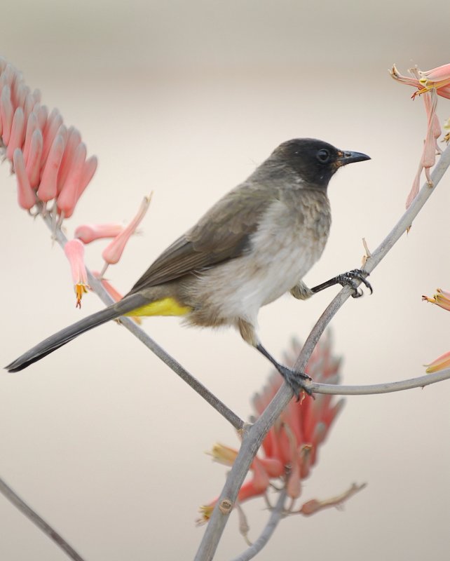 common Bulbul .at Naabi Hill Gate