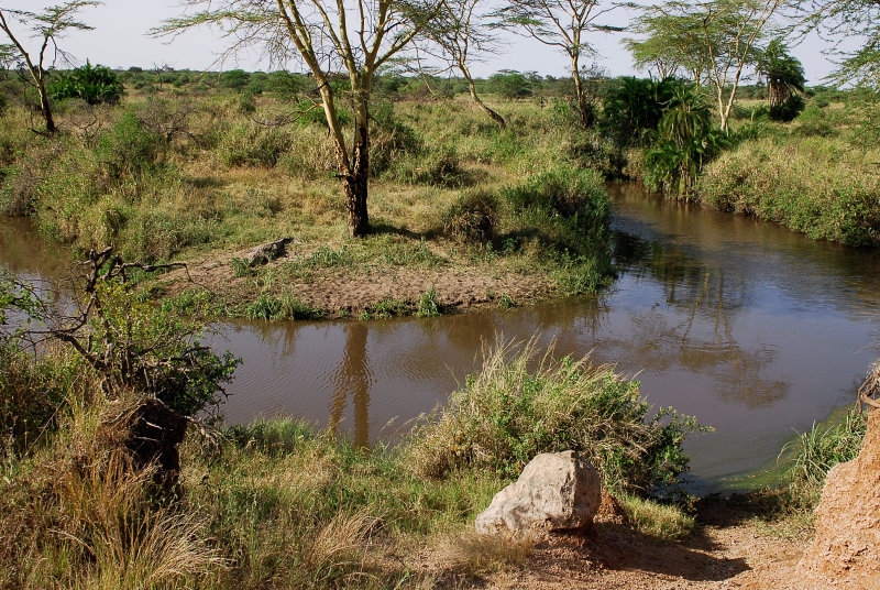 Crocodile. Serengeti