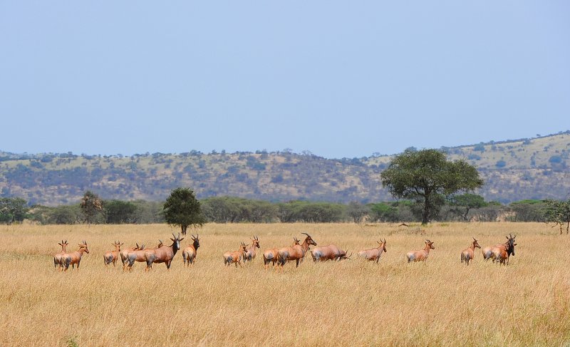 Topis.the fastest antelope