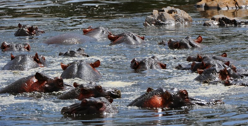 Hippos pool.Serengeti