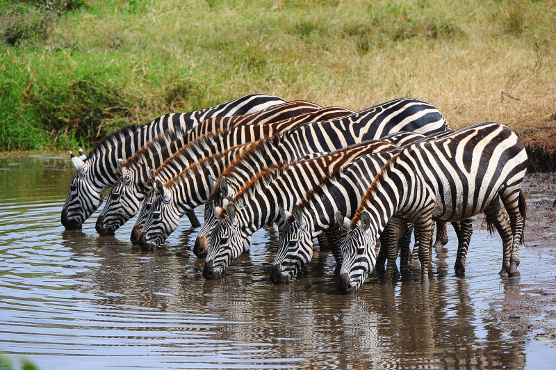 Zebras.Serengeti