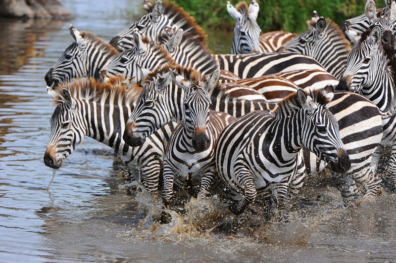 zebras.Serengeti
