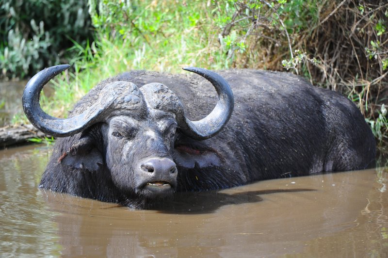 wild buffalo.Serengeti
