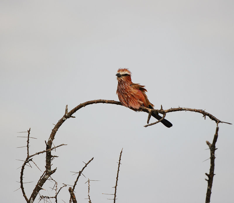 Purple Roller . Serengeti