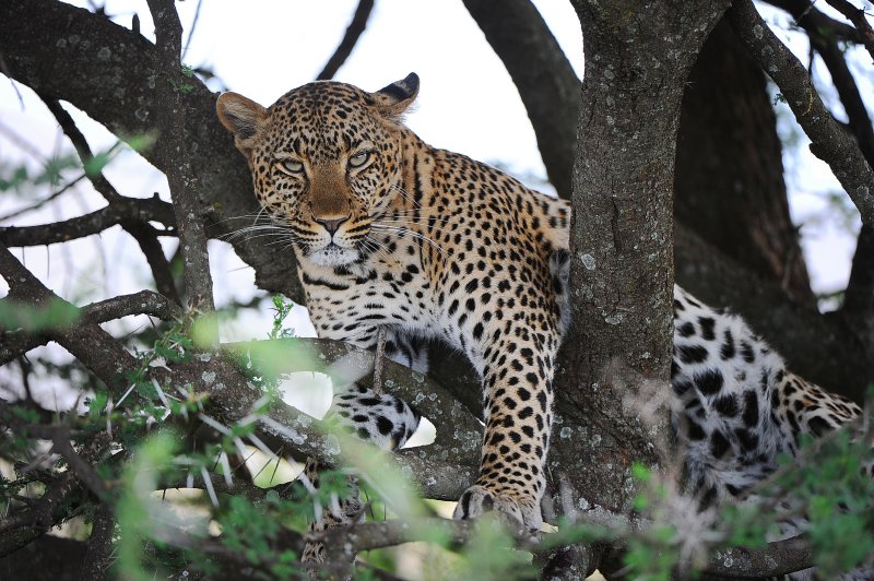 Leopard. Serengeti