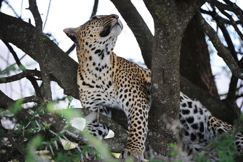Leopard.Serengeti
