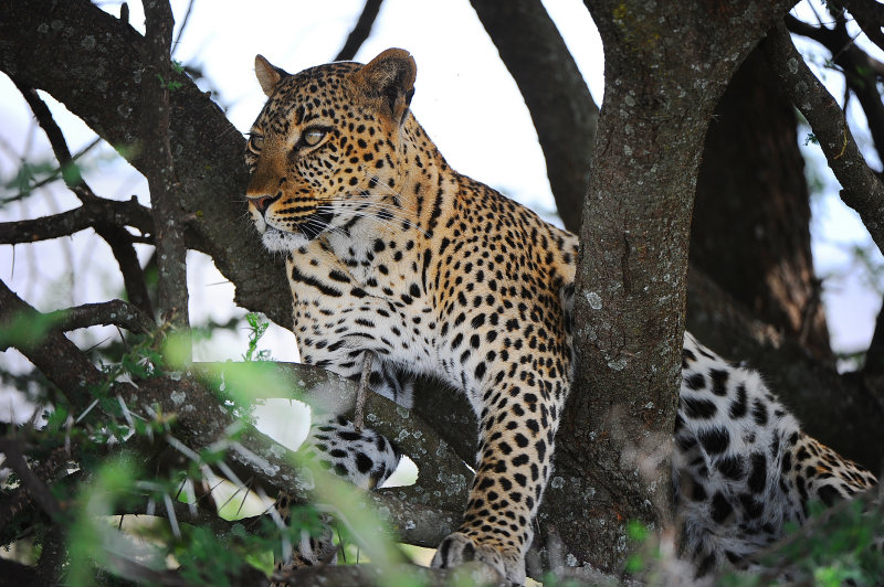 Leopard.Serengeti