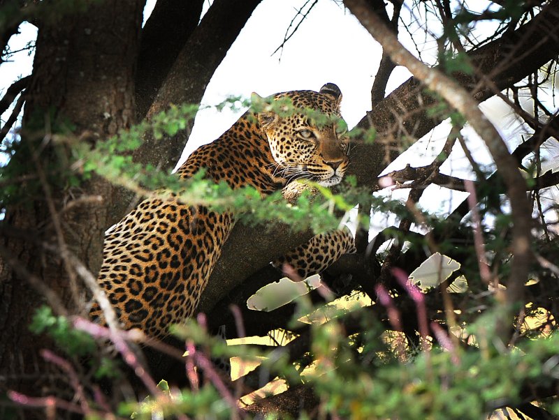 leopard.Serengeti