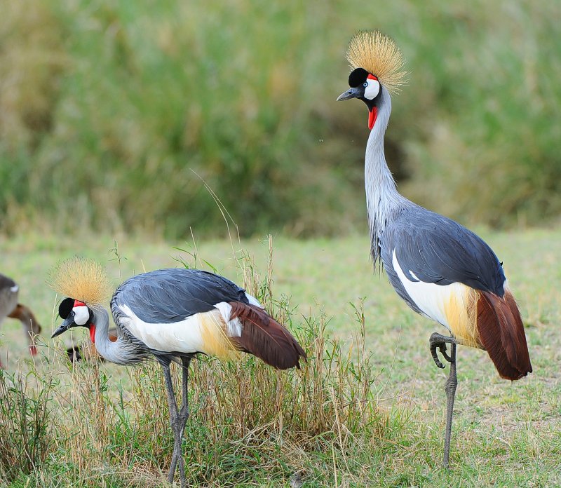 Crowned Crane. Serengeti