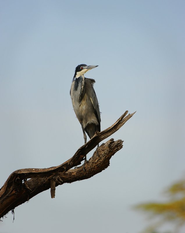 Blue Heron.Serengeti