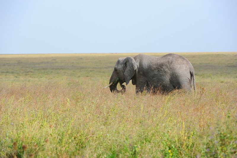 Africa Elephant.Serengeti