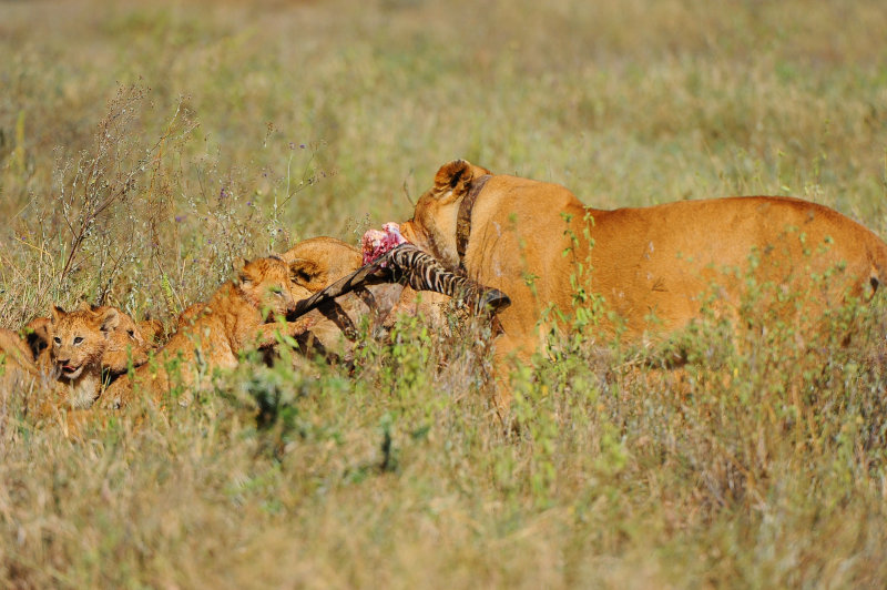 Lioness.Serengeti