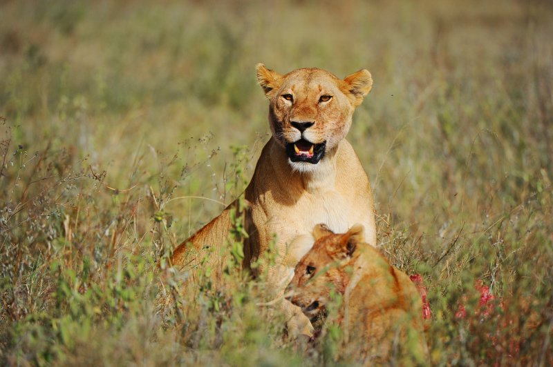 Lioness.Serengeti